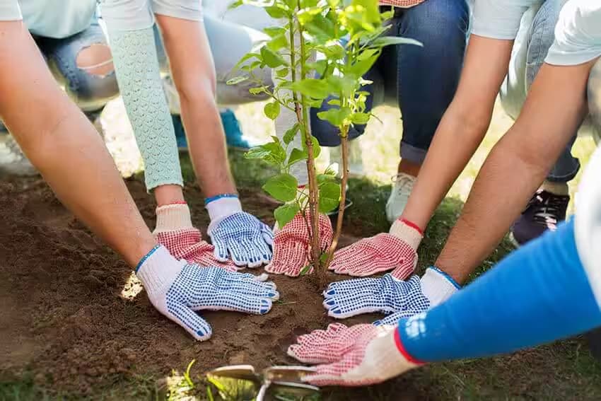 teamio – sustainable team events – planting trees