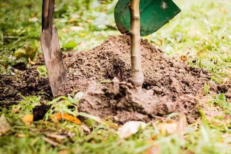 teamio – One Event – One Tree