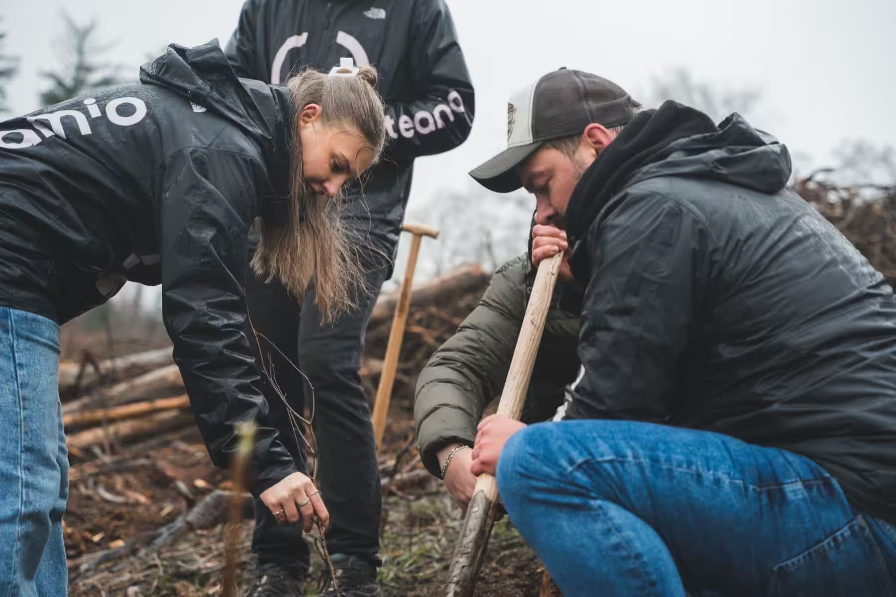 Volunteers planting trees in a forest
