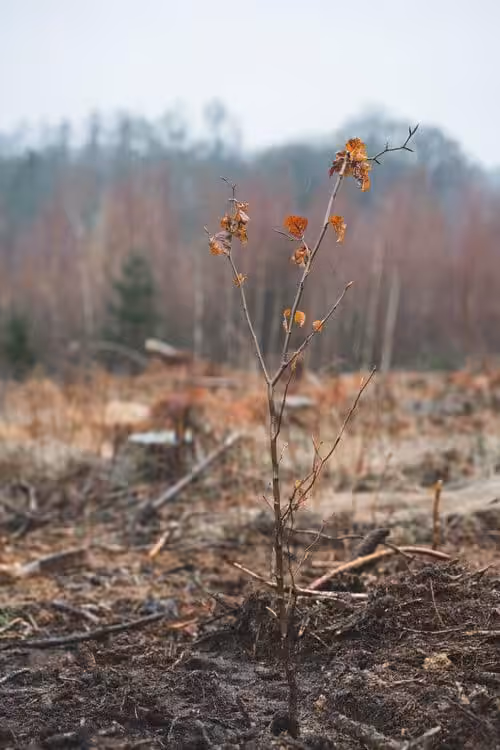 Junger Baum auf abgeholzter Lichtung im Regen.