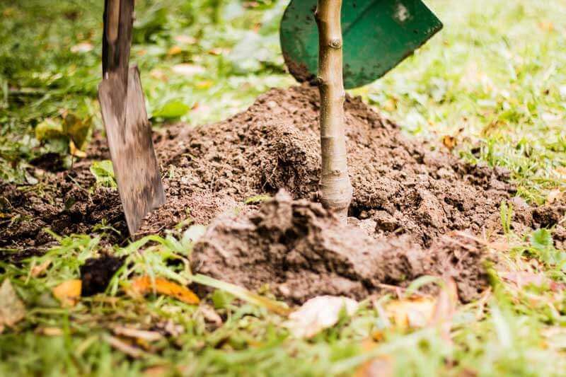 teamio pflanzt ersten Baum