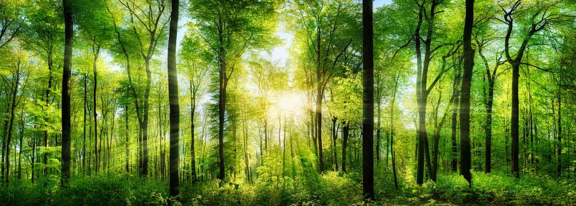 One Event - One Tree - Wald