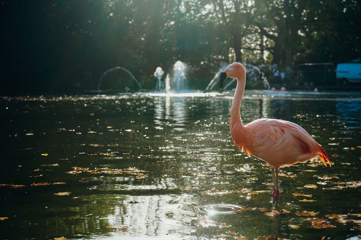 Flamingo steht im Wasser bei Sonnenschein in Dortmund